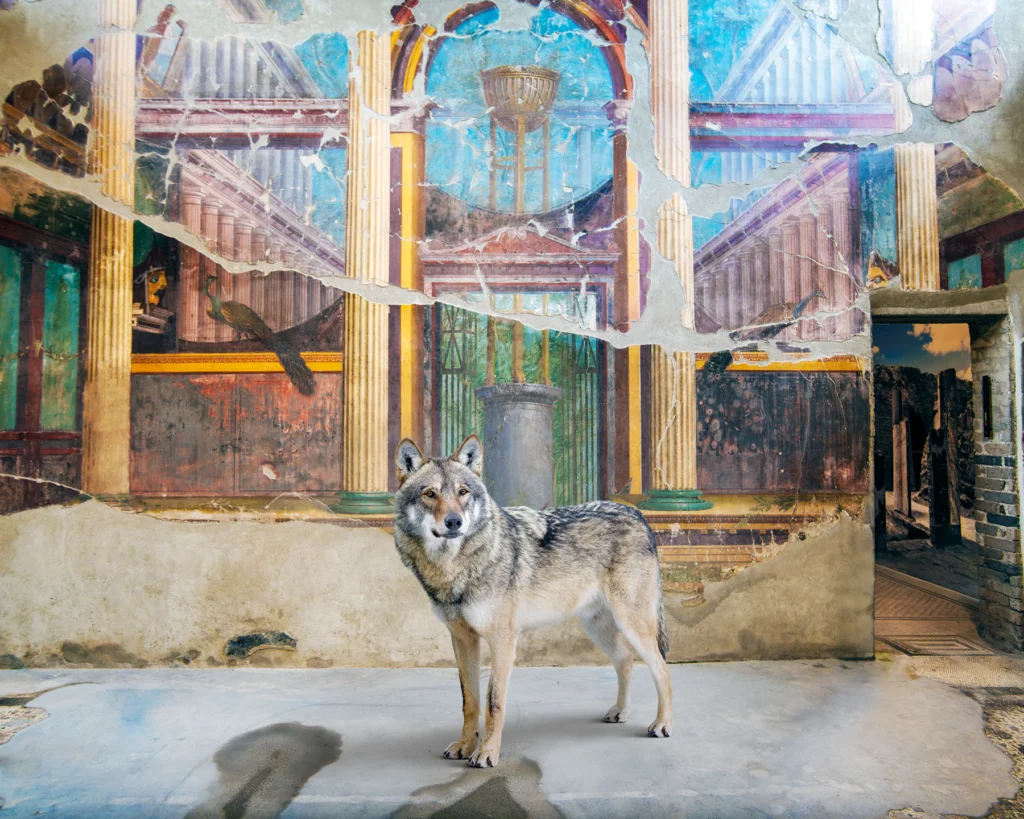 A grey wolf facing the camera before a damaged architectural fresco of fluted columns, with an open doorway to a further frescoed room, in the Villa Oplontis, Torre Annunziata.