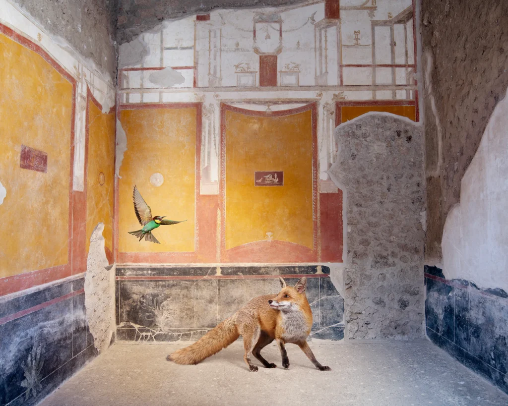 A red fox walking across a ruined floor in front of ochre-yellow fresco panels, with a small green bird in flight above, in the House of the Vettii, Pompeii.