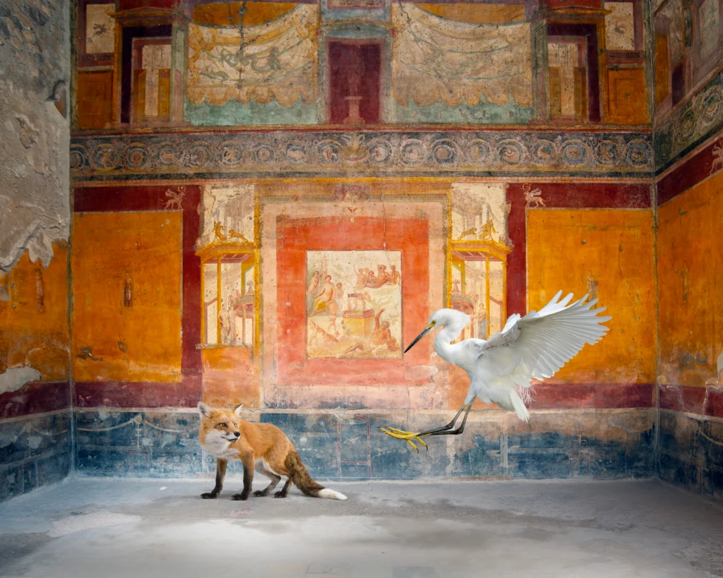 A red fox crouching low while a white egret takes flight beside it in an ochre and red frescoed room of the House of Siricus, Pompeii.