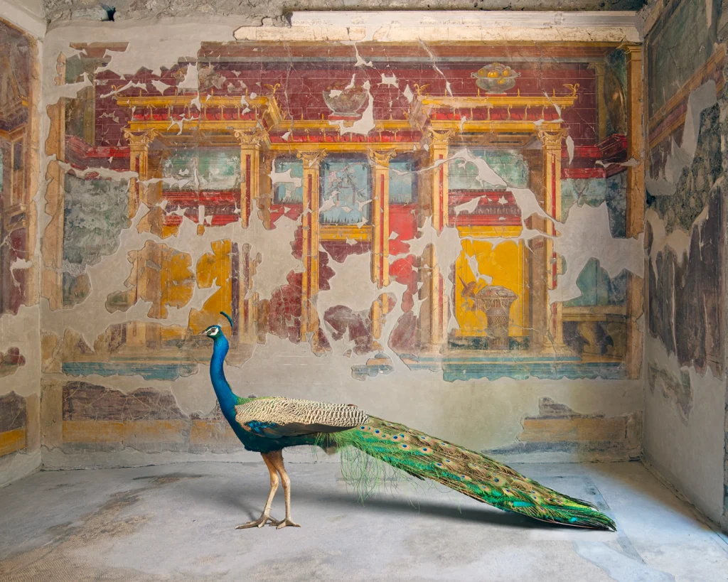 A peacock with its tail spread standing in a room with red and yellow architectural frescoes in the Villa Oplontis, Torre Annunziata.