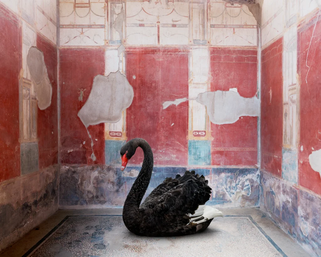 A black swan sitting on a fragmentary mosaic floor against the deep red fresco walls of the House of the Red Walls, Pompeii.