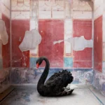 A black swan sitting on a fragmentary mosaic floor against the deep red fresco walls of the House of the Red Walls, Pompeii.