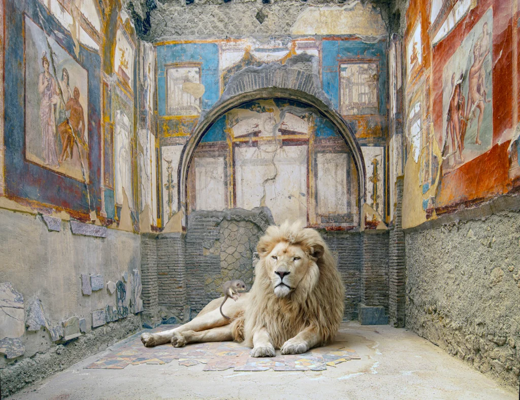 A maned lion reclining on a mosaic floor in a vaulted, frescoed chamber of the College of the Augustales, Herculaneum.