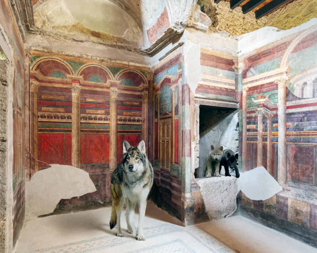 A wolf standing before a richly coloured architectural fresco, with two dark cubs on a ledge in a niche behind it, in the Villa Oplontis, Torre Annunziata.