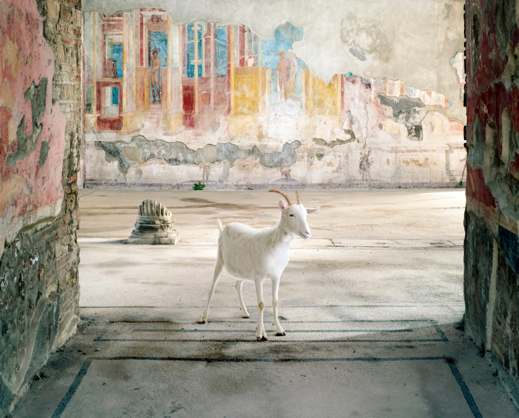 A white goat with curved horns standing in a ruined, open room before a weathered fresco wall in the Gymnasium of the Iuvenes, Pompeii.