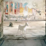 A white goat with curved horns standing in a ruined, open room before a weathered fresco wall in the Gymnasium of the Iuvenes, Pompeii.