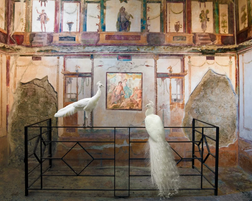 Two white peafowl in the white-walled triclinium of the House of the Vettii, Pompeii.