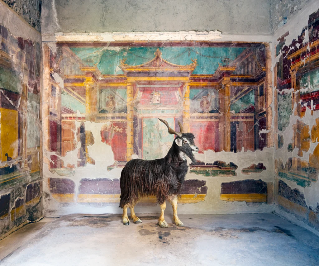 A dark, long-haired goat standing before a fresco of painted architecture in teal, red and gold in the Villa Oplontis, Torre Annunziata.