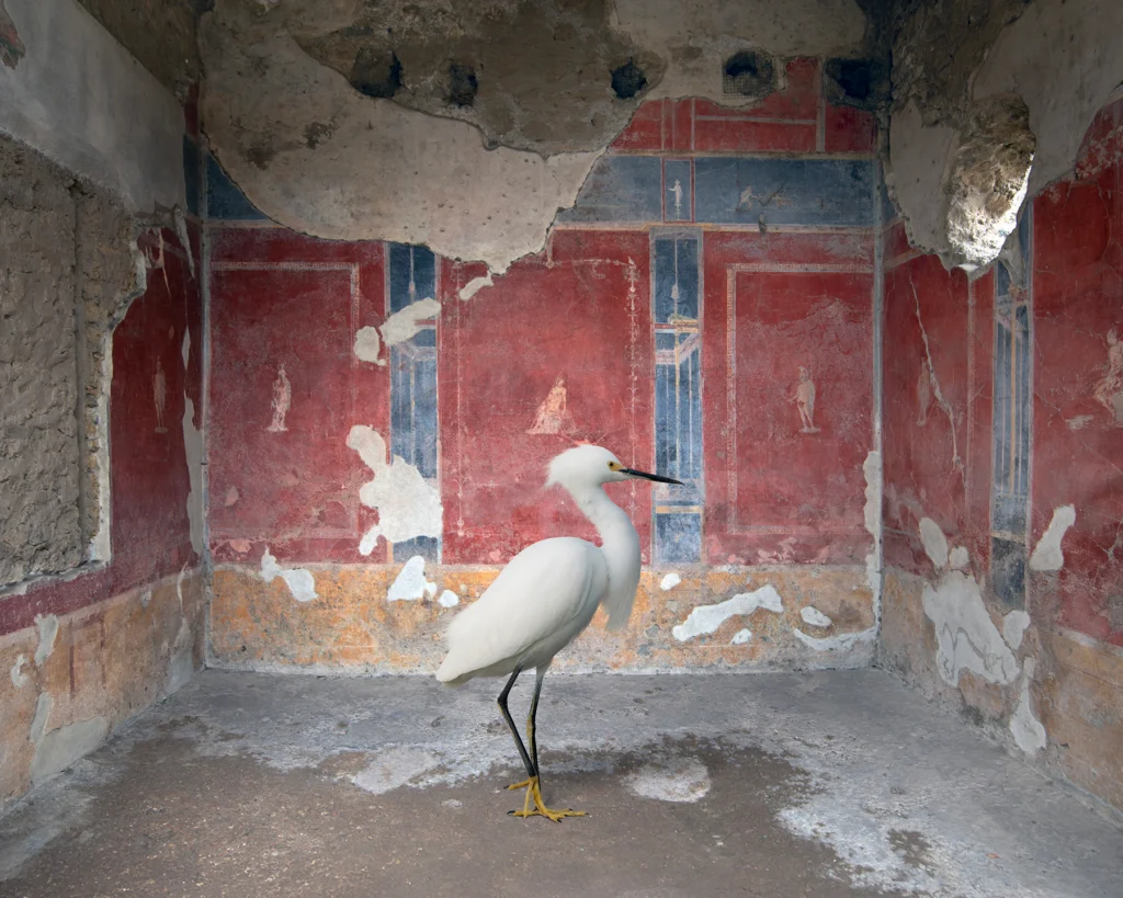 A white egret standing on a ruined floor against a red fresco wall with small painted figures, beneath a partly collapsed ceiling, in the House of Loreius Tiburtinus, Pompeii.