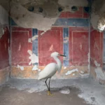 A white egret standing on a ruined floor against a red fresco wall with small painted figures, beneath a partly collapsed ceiling, in the House of Loreius Tiburtinus, Pompeii.