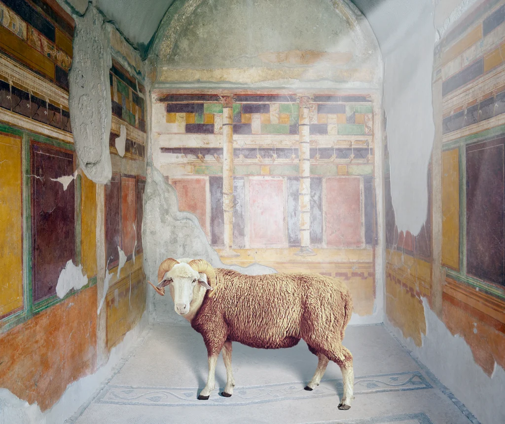 A horned ram standing in a barrel-vaulted room with ochre and red fresco panels in the House of the Silver Wedding, Pompeii.