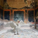 A white swan with spread wings standing on the marble floor of a frescoed room with blue and red painted walls in the House of the Stags, Herculaneum.