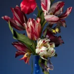 Red and white flamed tulips in a Delft blue vase against a deep blue wall.
