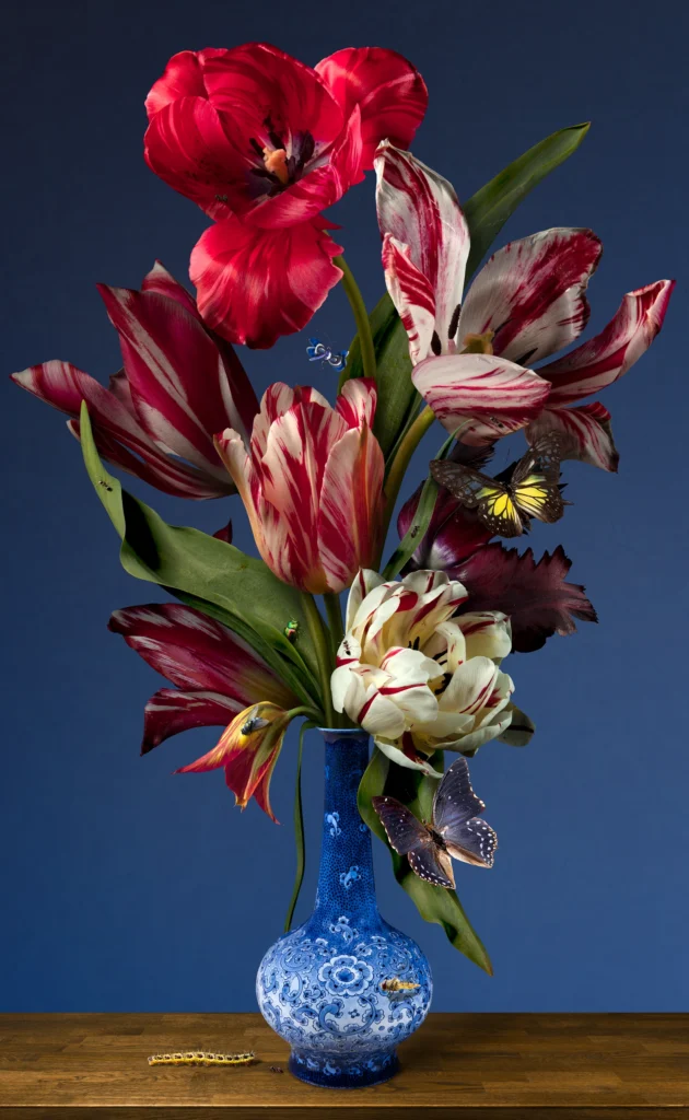 Red and white flamed tulips in a Delft blue vase against a deep blue wall.