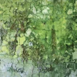 A frontal view of a wall entirely overgrown with yellow-green and deep-green algae and moss over cracked paint, with a single electrical socket near the centre.