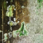 Close-up of a wall surface: ring-shaped white and green mould colonies on a dark brown ground at left, crazed paint and green moss at right, with paint lifting in small tears.